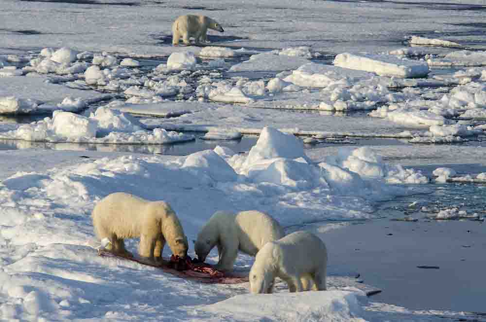 Oso Polar - islas Svalbard - Noruega 63.jpg